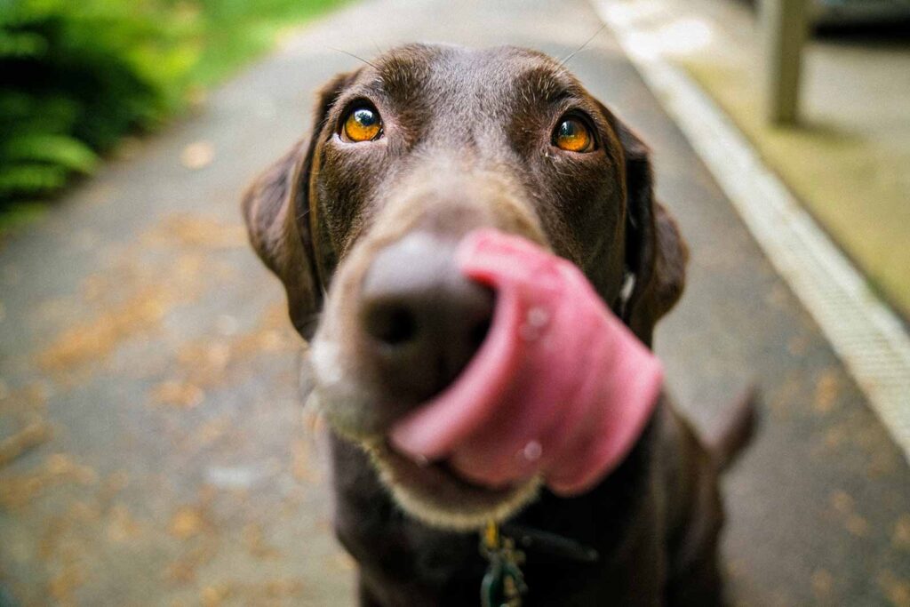 homemade-dog-biscuit-recipe